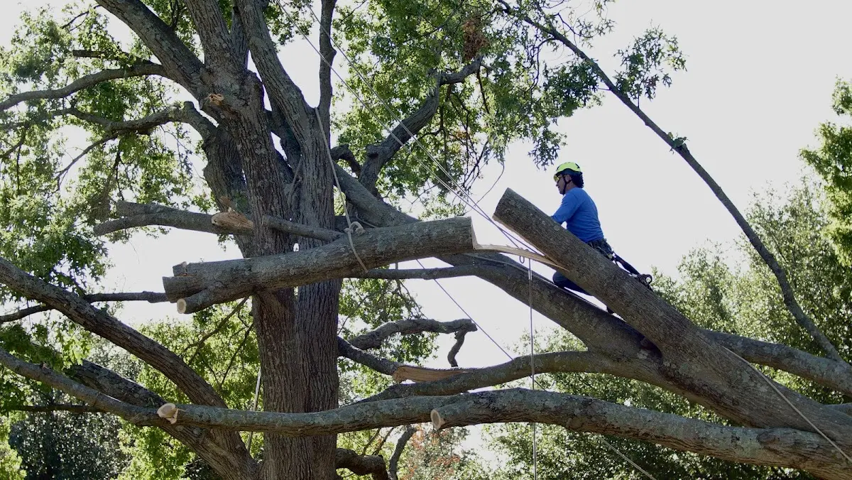 Professional Crown Thinning performed by certified arborists in Iroquois